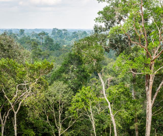 tree in indonesia